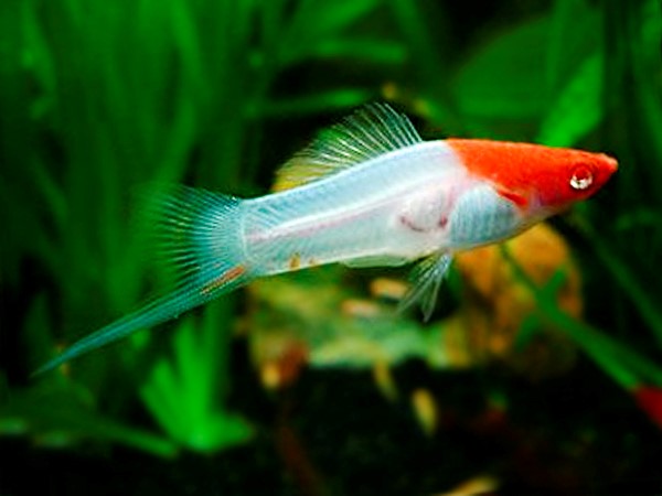 koi swordtail